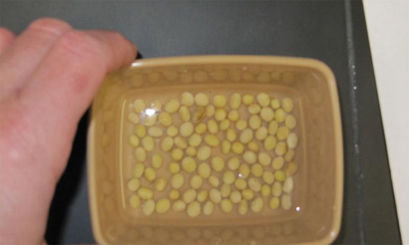 A hand gently shaking a yellow, plastic tray containing soybean seeds soaking in a  Clorox® solution.