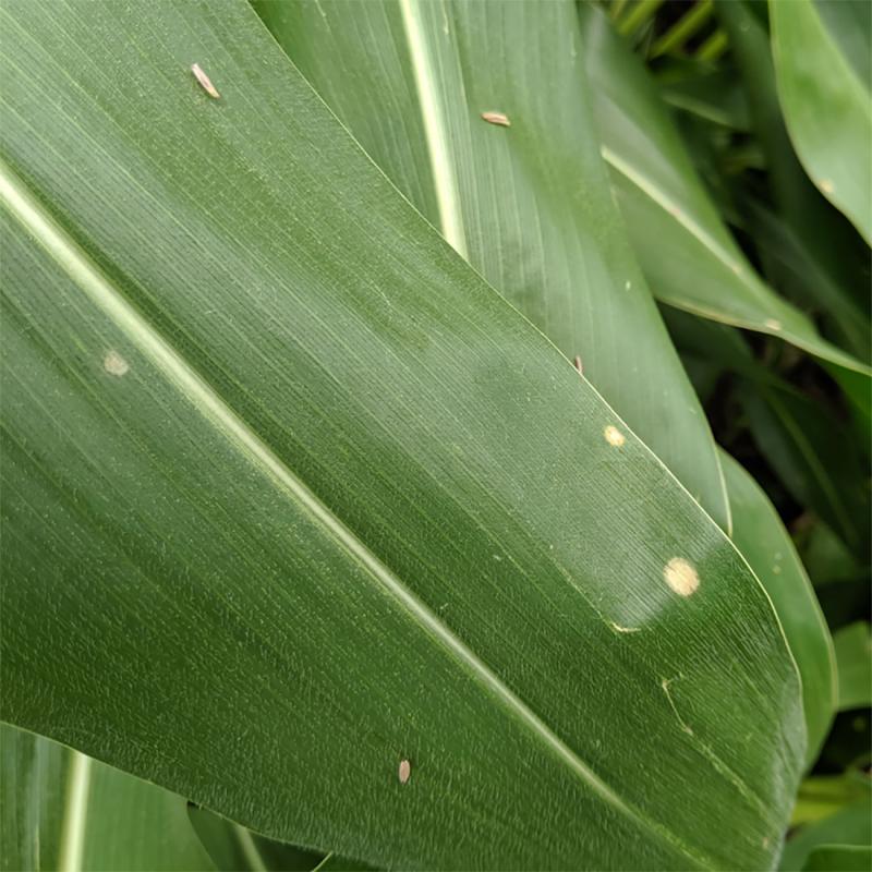 Green corn leaf with a few white lesions throughout the leaf.