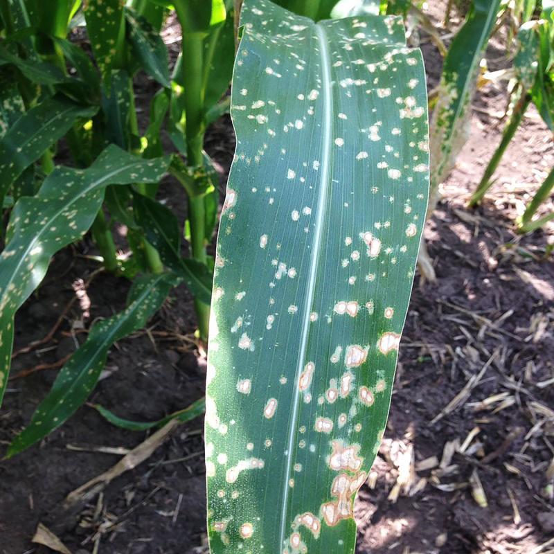 Corn leaf with white spots with brown halos scattered throughout.