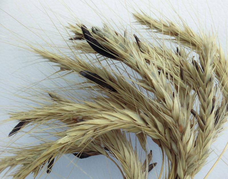 Wheat heads with several long, brown growths emerging from the plant throughout.