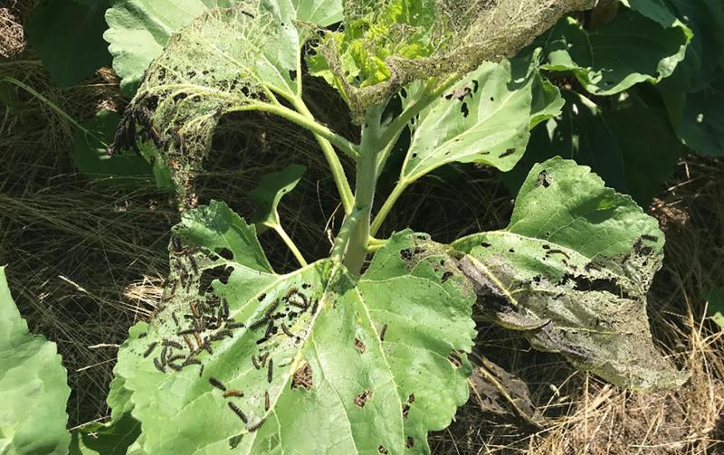 A green sunflower plant that is covered with small black caterpillars and has holes on the leaves.