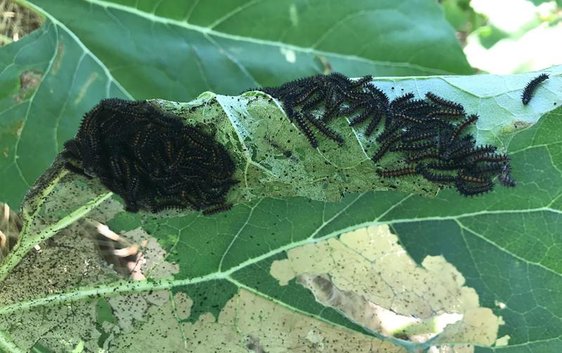 A large number of black caterpillars gathered together and feeding on a rolled-up sunflower leaf.