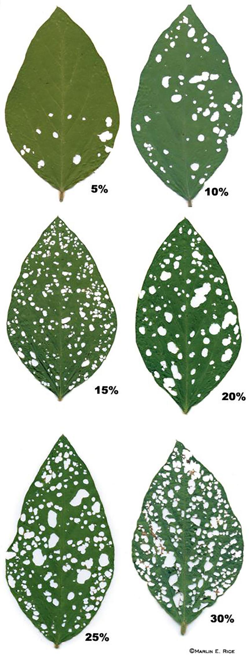 Six leaves showing the area missing for 5, 10, 15, 20, 25, and 30 percent defoliation.