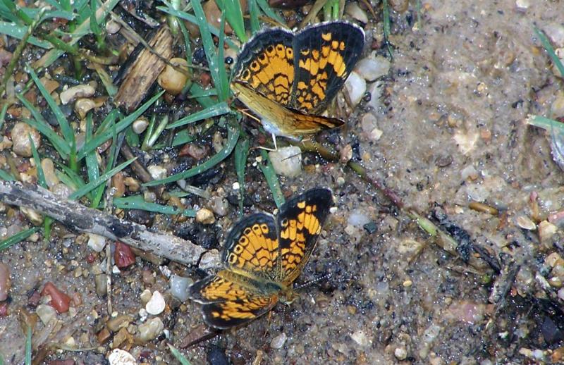 Orange and black butterflies sitting on the ground with their wings spread.