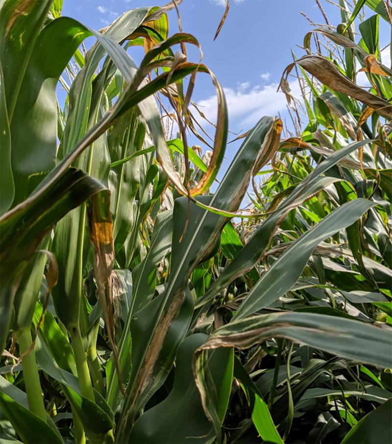 A corn field with several plants displaying long, tan to gray lesions on their leaves.