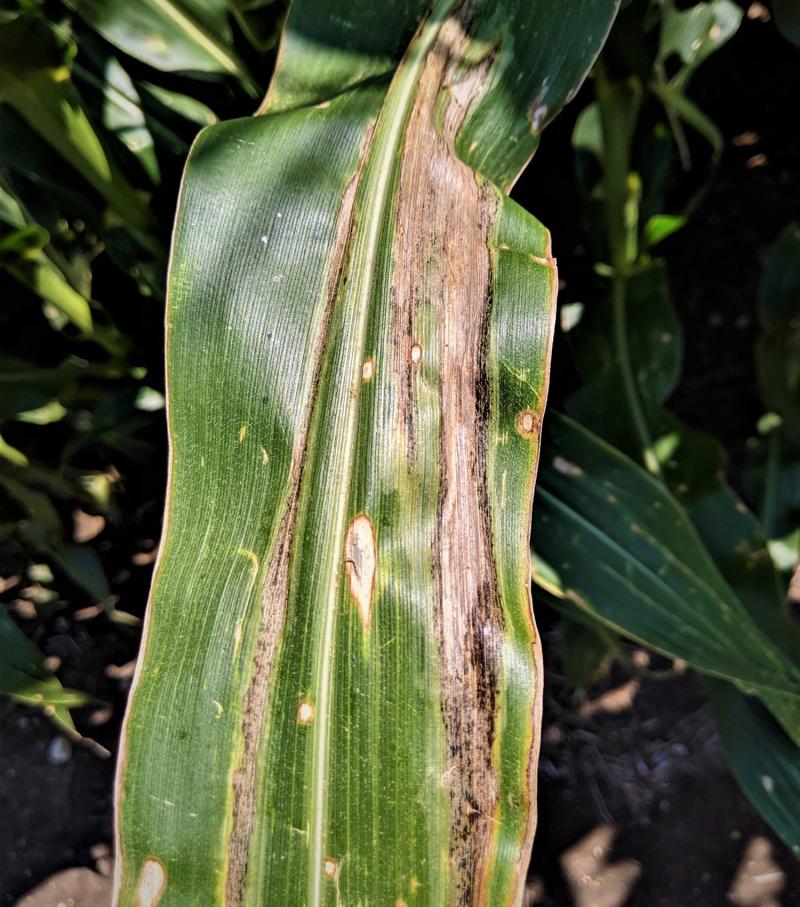 A corn leaf with long, tan to gray lesions with wavy margins at the center of the leaf or along the edges of the corn leaf blad.