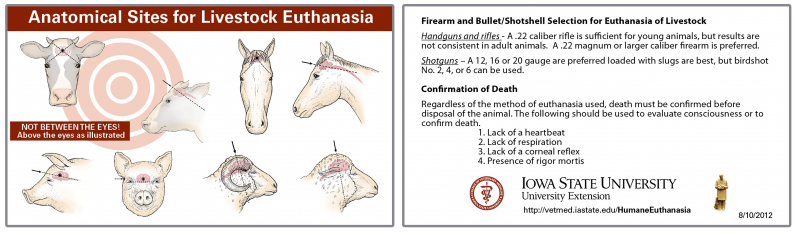 The front and backside of a wallet-sized authanasia card. The front side has illustrations of the proper anatomical sites for livestock euthanasia. The back side has a set of proper firearms and bullet shotshells to use along with steps for confirmation of death.