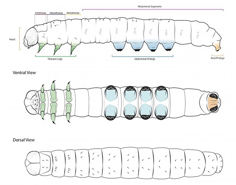 Drawing of general caterpillar body design.