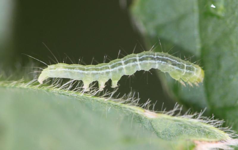 Green caterpillar with white stripe present on the side of the body. Caterpillar has three pairs of abdominal prolegs.