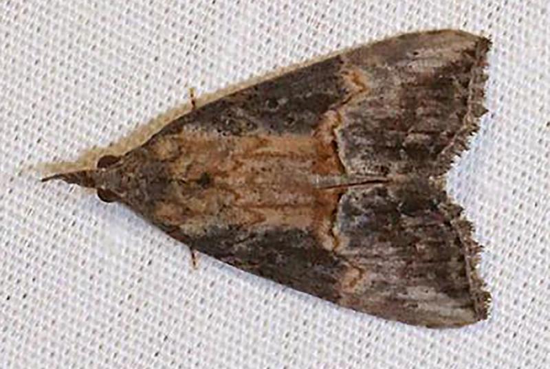 Pretty stereotypical brown moth with darker patterns on the wings.