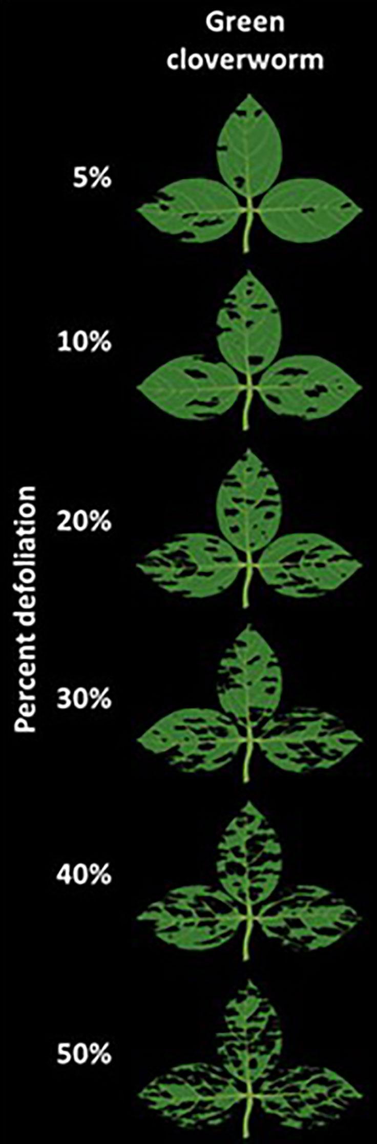 Pictures of soybean defoliation by percentage