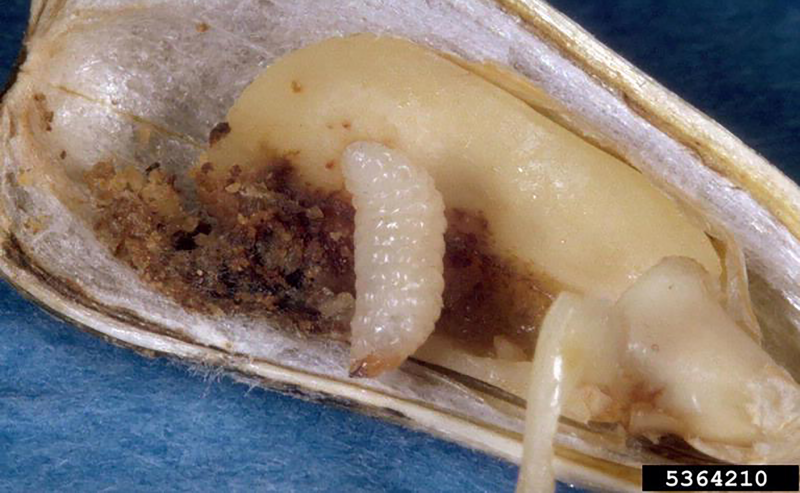 Cream colored larvae feeding on sunflower seed.