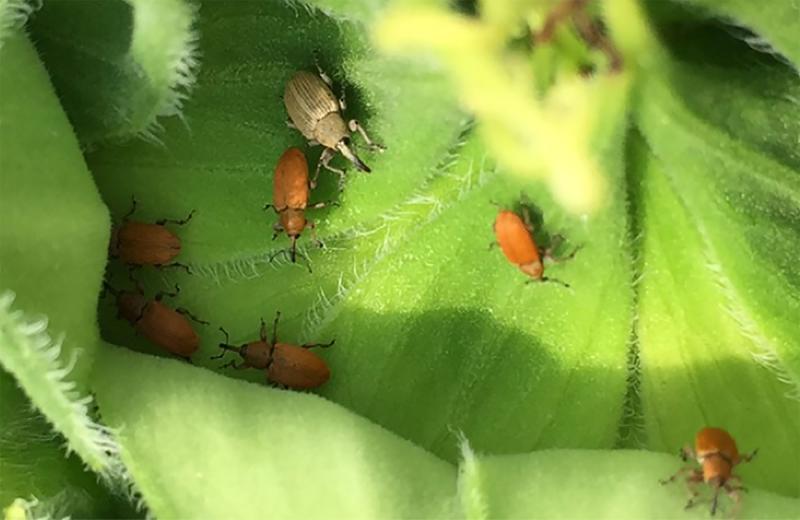 Small reddish-orange beetles on a green sunflower bud with a larger grey beetle also present.