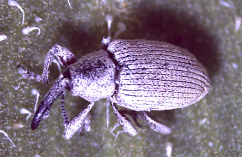 Small gray beetle with elongated black snout.
