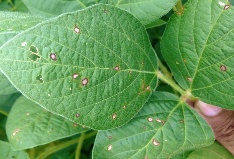 Soybean leaves with small, white lesions with red-to-purple halos throughout.