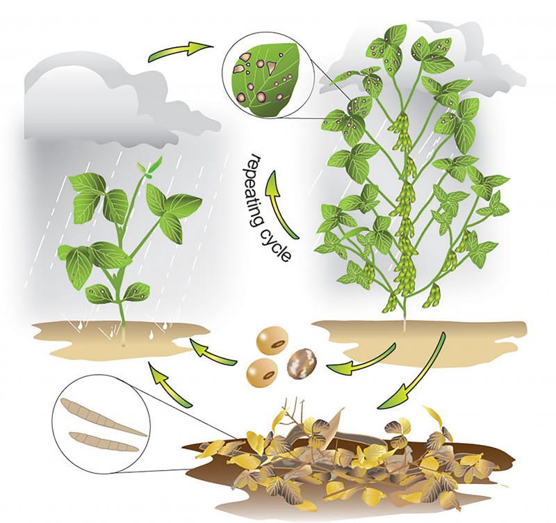 An illustration depicting the diesease cycle of frogeye leaf spot. The inoculum begins in dead soybean plant debri, spreads to soybean plants via wind and rain, and then infects other plants in a repeating cycle.