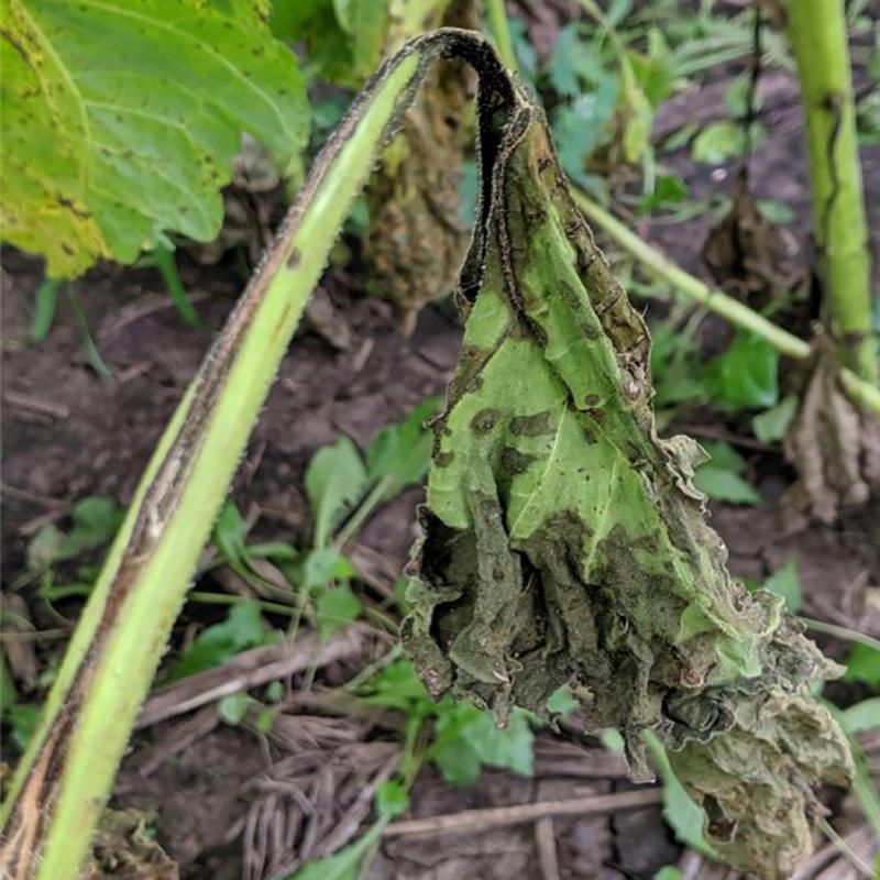Bacterial Stem Rot, Sclerotinia Basal Rot and Sunflower Rust Developing