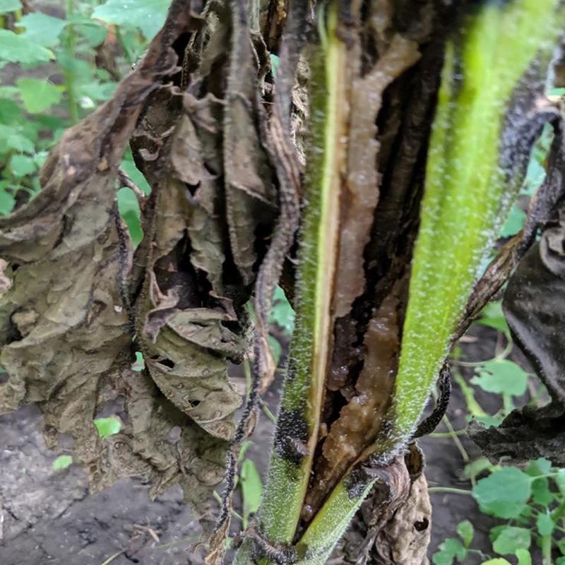 Sunflower stem split open with severe rotting on the inside.
