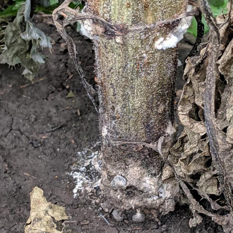 Sunflower stem with severe rotting and white fungus growing at its base.