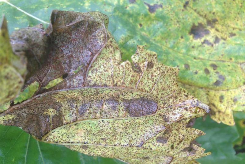 Yellowing sunflower leaf with brown, rust-like speckles throughout and some areas of sever browning.