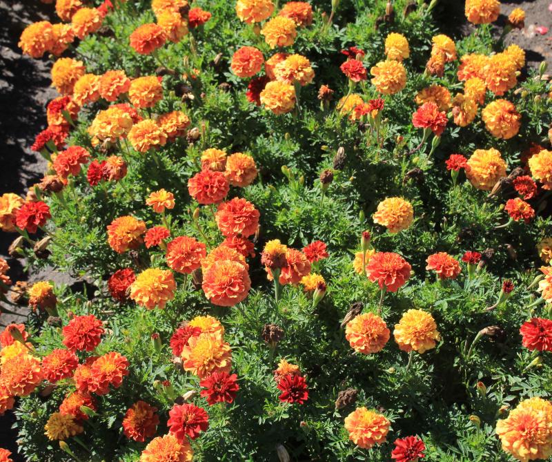 A lush planting of orange and red marigold flowers.