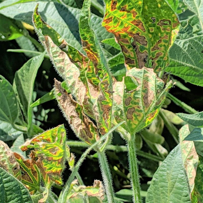 Soybean plant with with yellow-chlorotic blotches between leaf veins and noticable browning due to sudden death syndrome.