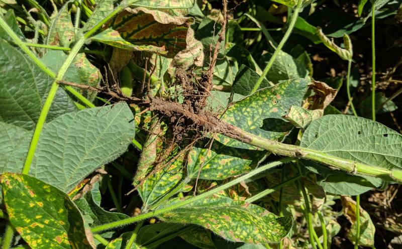 An uprooted soybean plant with noticable rotting on its roots and several brown patches on its leaves.