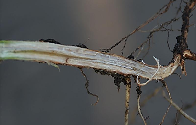 A soybean stem split down the middle revealing a dry, discolored inner stem due to soybean sudden death syndrome.