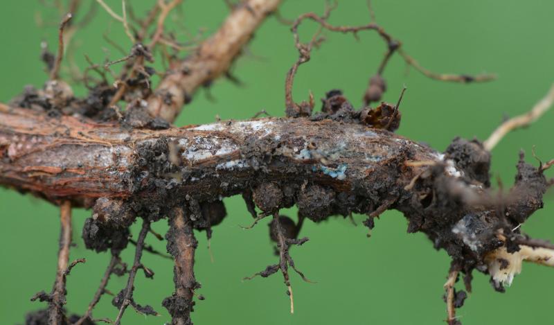 A soybean root with spots of blue, powdery fungus growing throughout.