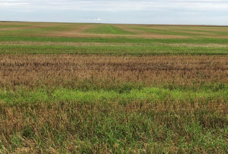 Weeds growing in a recently harvested winter wheat field.