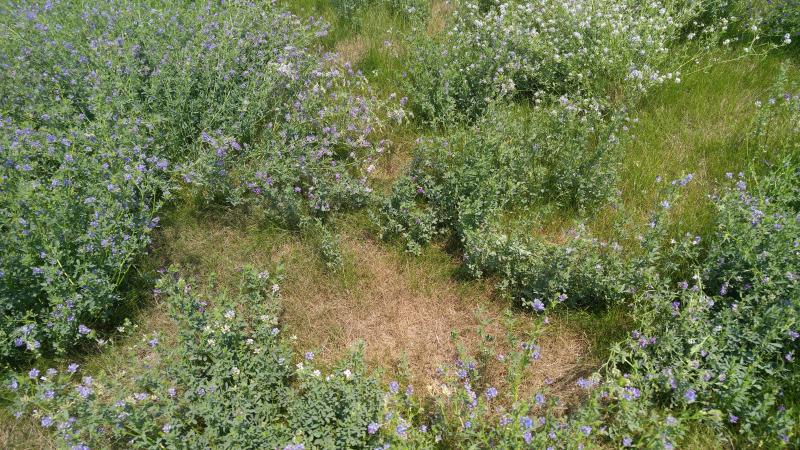 A pasture containing a mixture of grasses and alfalfa.