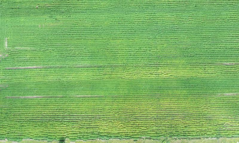 An aerial view of a soybean field with noticable rows of yellowing plants due to SCN infection.