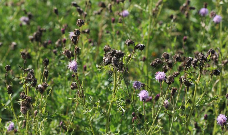 Canada thistle growing in a pasture.