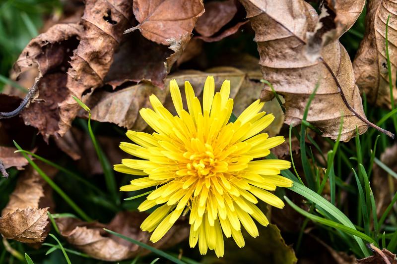 A yellow dandelion growing among fall leaves in a yard.