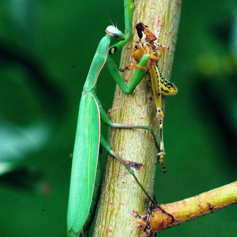Large, green European praying mantis with characteristic black and white bullseye pattern present on front, left femur.