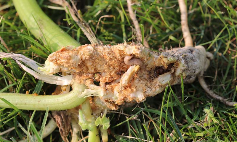 Woody looking zucchini plant.
