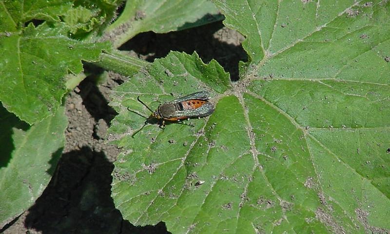 Orange and metallic green moth resting on a green leaf.