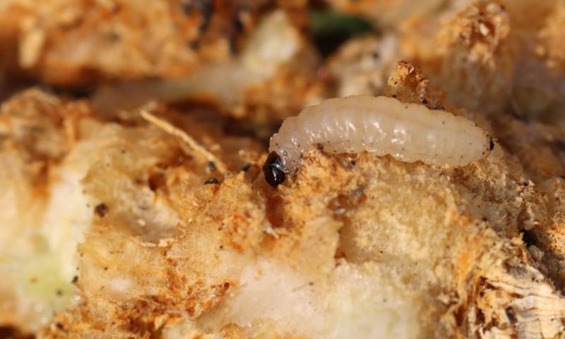 White caterpillar with a dark brown head and pronotum.