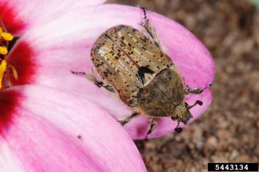 Brown beetle with hairy body with black mottled pattern.