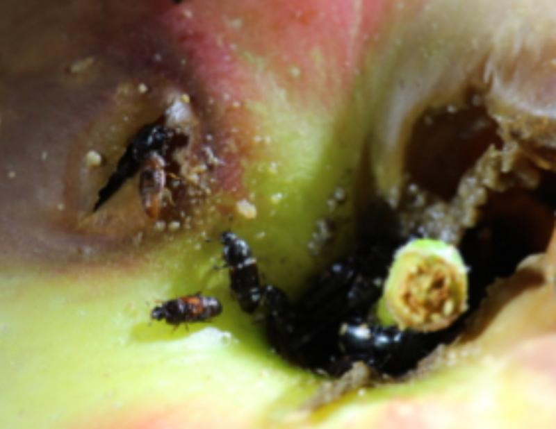 Black and brown beetles feeding on a damaged apple.