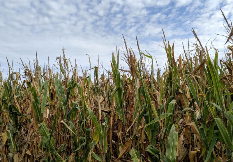 A corn field with several plants showing symptoms of stalk rot.