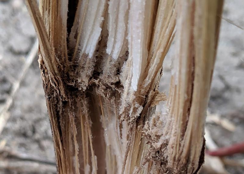 Corn stalk split open revealing a disintegrted pith.