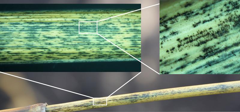 A magnified image of a corn rind.
