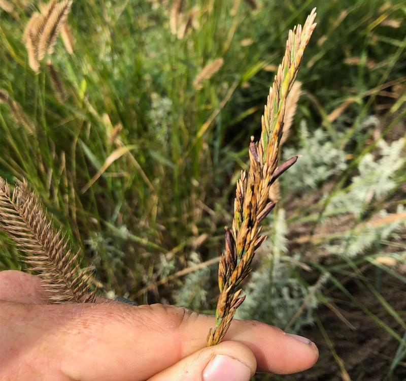 A blade of wheat grass with brown, scab-like ergot growths on its head.