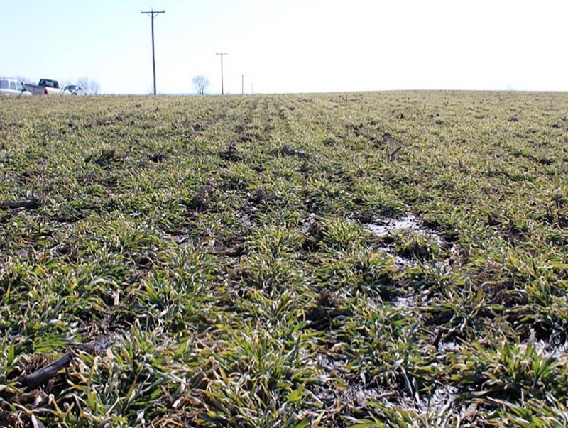 A field with patches of soil exhibiting poor water infiltration.