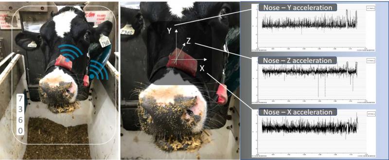 A dairy cow wearing a halter fitted with two accelerometers: one on the top of the cow's nose, and one on the side of its jaw. The nose accelerometer has three labeled arrows on it: The arrow pointing up is &quot;Nose Y Acceleration&quot; the one pointing up and to the right is &quot;Nose Z Acceleration&quot; the one pointing to the right is &quot;Nose X Accelleration.&quot; For a complete description, call SDSU Extension at 605-688-6729.
