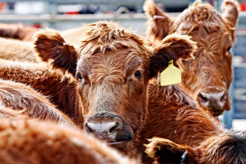Close-up of the heads of curious Red Angus cattle during feeding time in an outdoor pen - dust from the hay and outdoor enclosure swirl in the air around their heads.