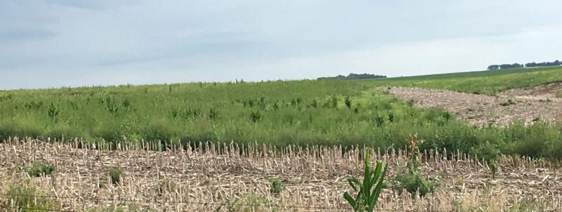 An unplanted field with weeds growing throughout.