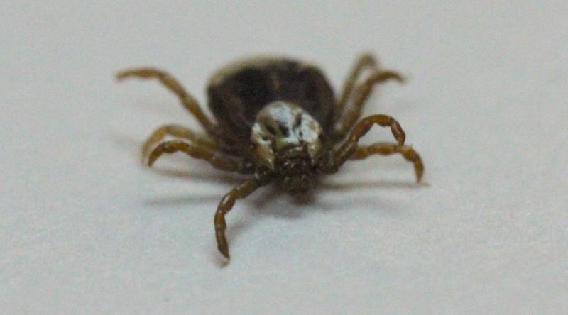 A teardrop shaped tan tick with eight legs, brown markings, and a white patch behind its head on a white background.