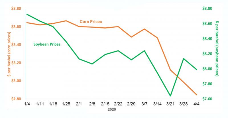 A line graph depicting South Dakota cash corn and soybean prices from January 4 to April 2, 2020. Corn prices begin at $3.60 per bushel and end at $2.80 a pre bushel. Soybean prices begin at $8.80 per bushel and end at $8.00 per bushel. For a complete description, call SDSU Extension at 605-688-6729.